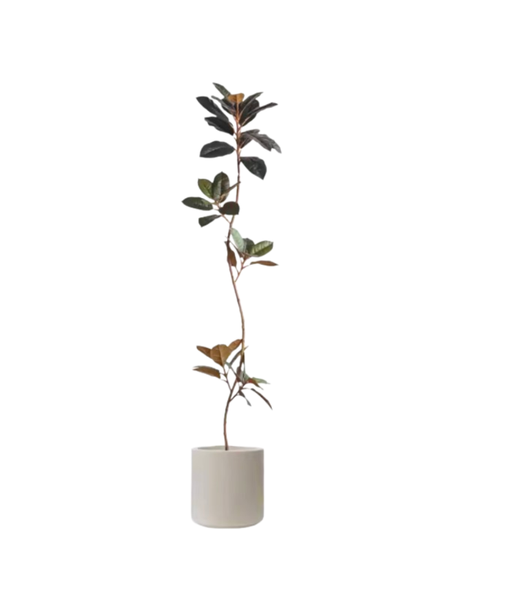 Faux Rubber Fig Plant