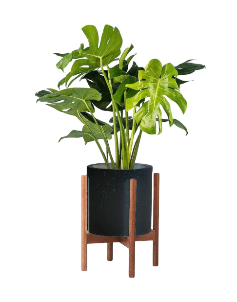 Monstera Deliciosa Grow Pot