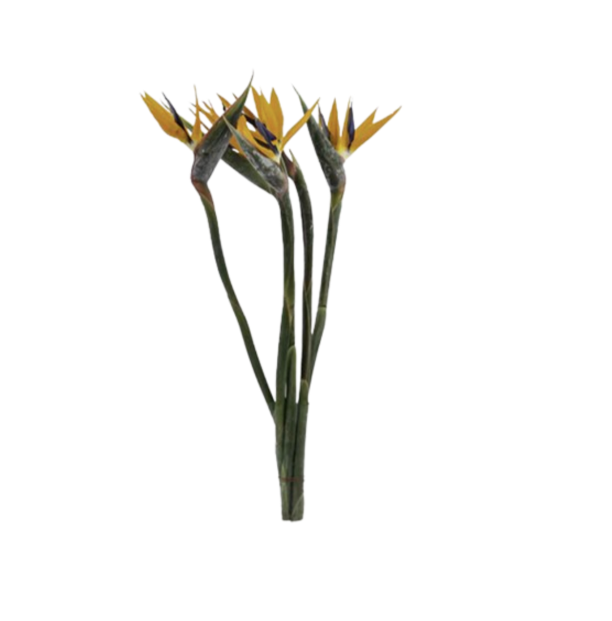 Birds of Paradise Bouquet