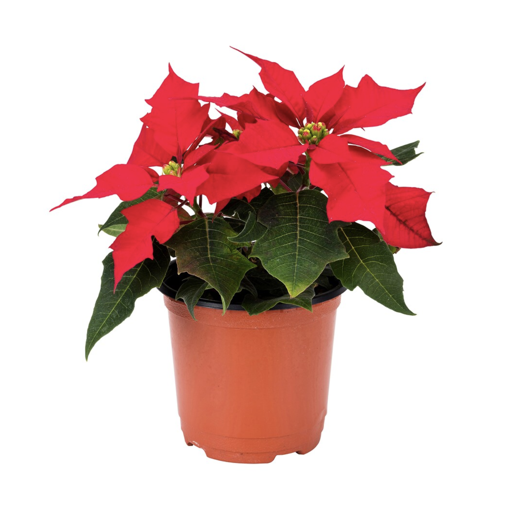 POINSETTIA Potted plant, 10cm - Red