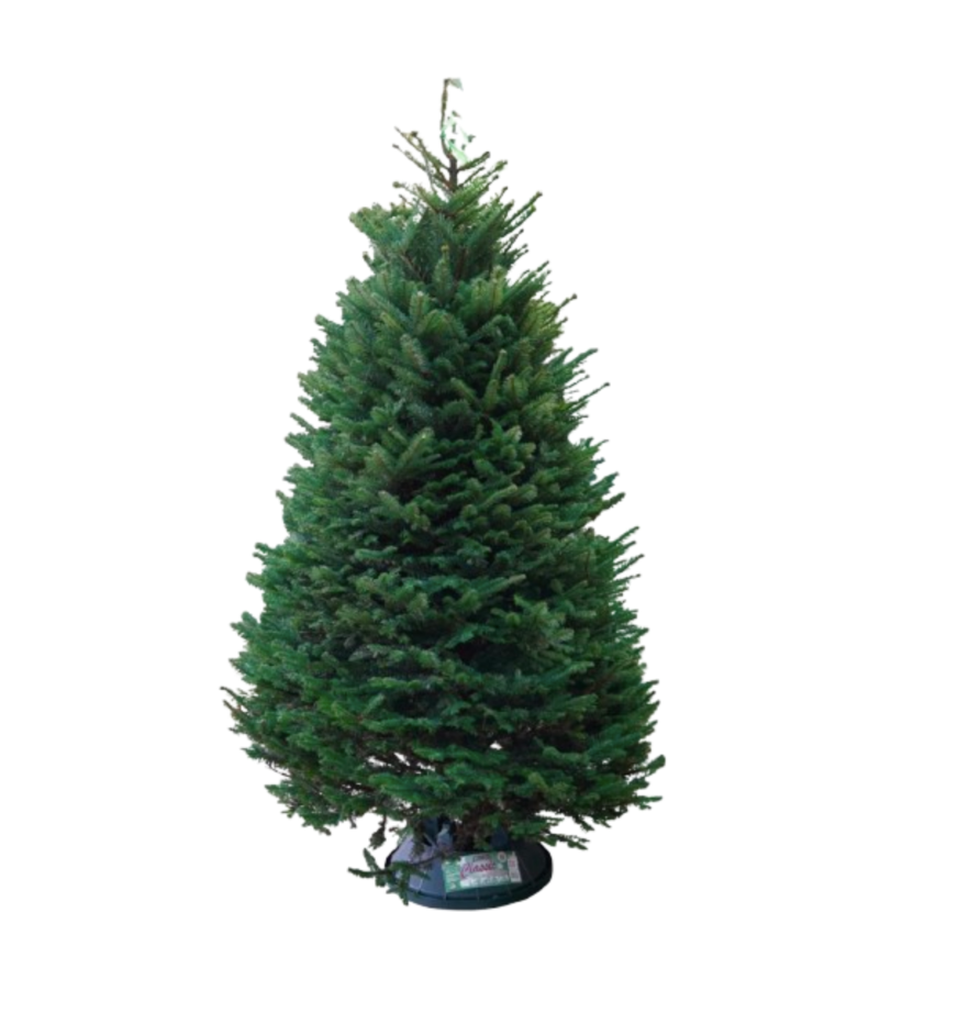 Noble Fir 5-6ft, USA