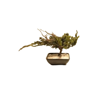 Preserved Bonsai