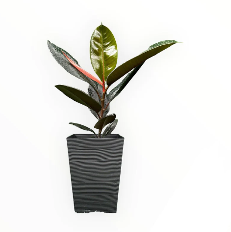 Ficus Elastica Burgundy