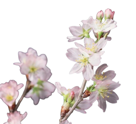 Prunus Keio Sakura, 80cm