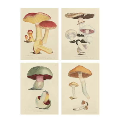 PJÄTTERYD Picture, Fungi, 28x38 cm