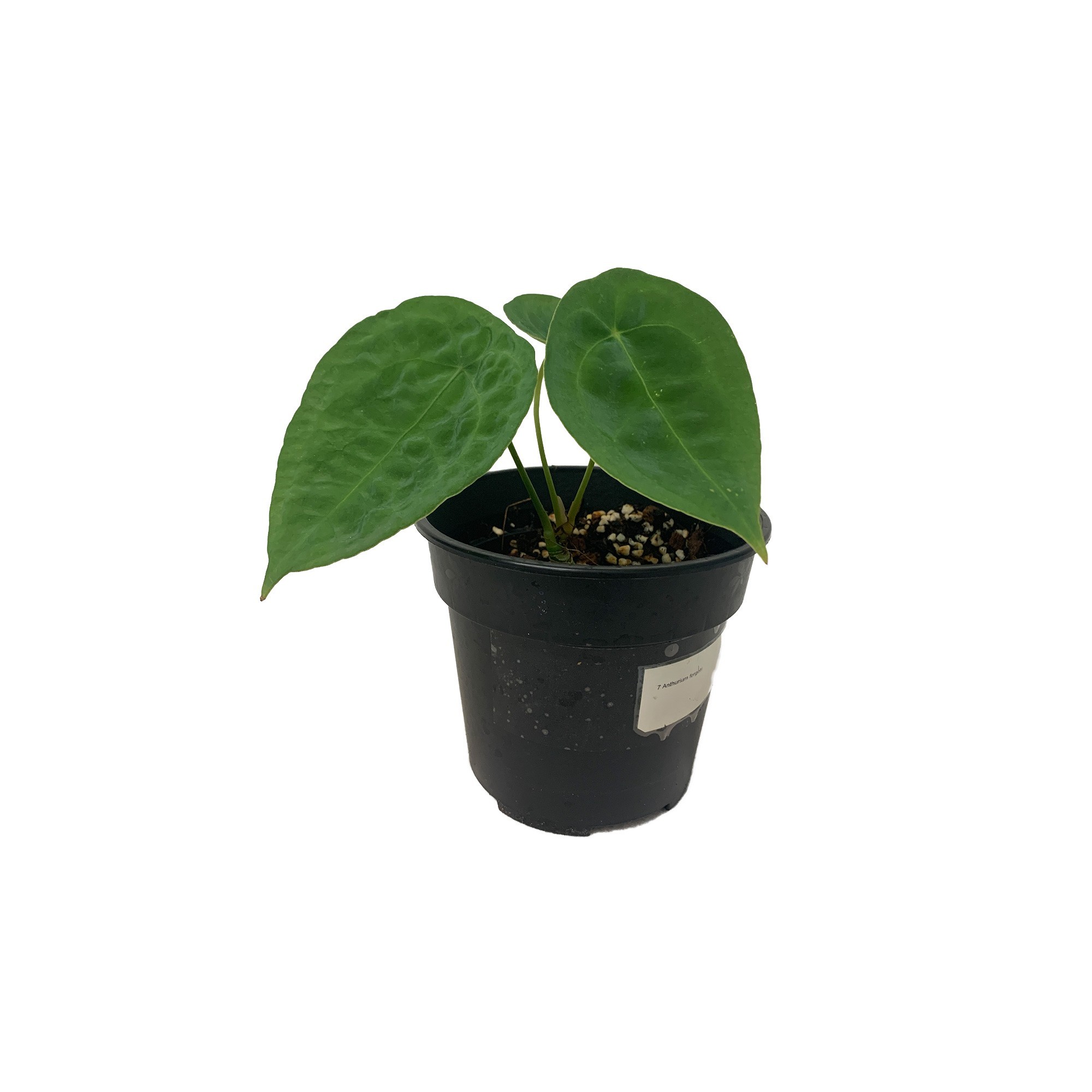 Anthurium Forgetii