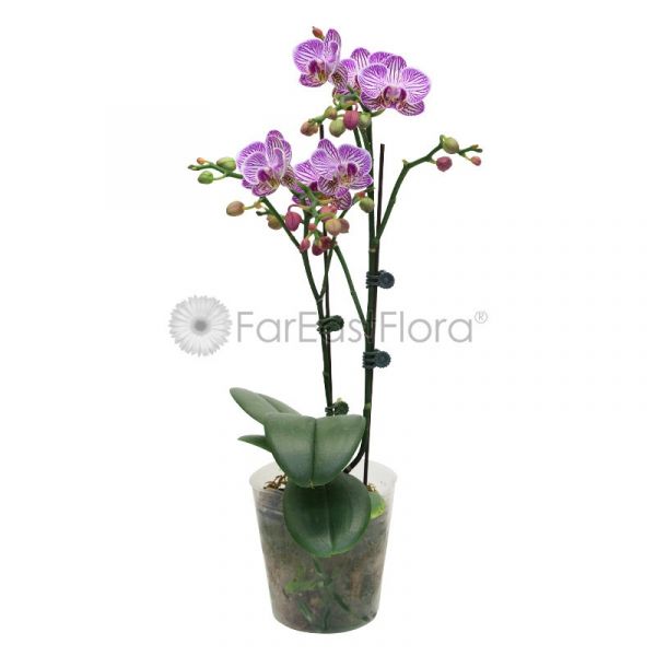 Potted Orchid 
