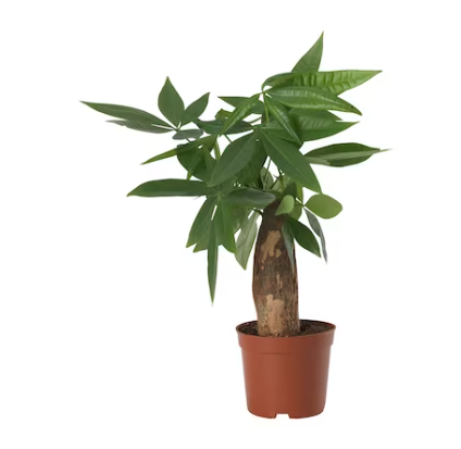 PACHIRA AQUATICA Potted Plant, Guinea Chestnut, 12 cm