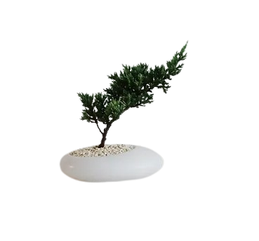 Sleeping Pine In OEUF Pot