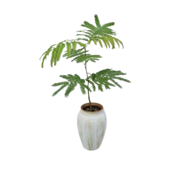 Everfresh Tree in NIna