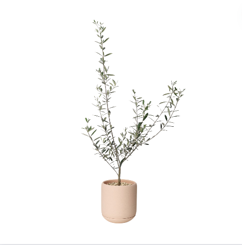 Olive Tree