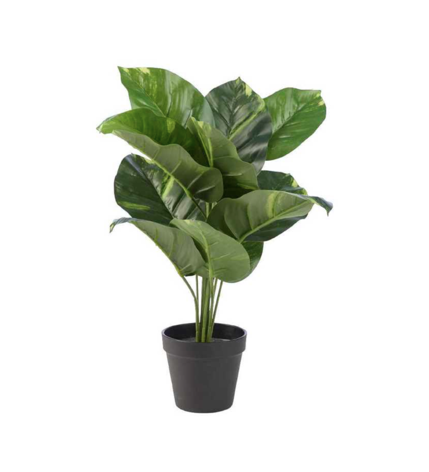 Artificial Dieffenbachia Green, 80 cm