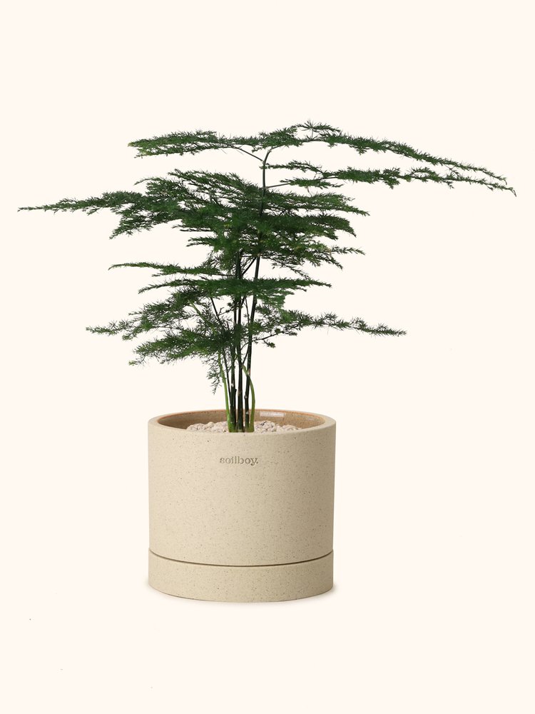 Asparagus Fern