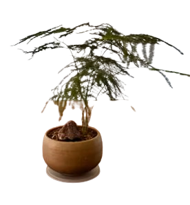 Asparagus Fern