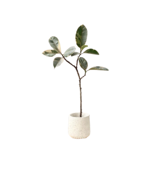 Ficus Elastica