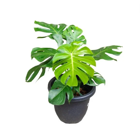Monstera Deliciosa In 30cm Pot