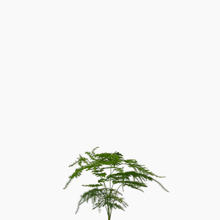 Asparagus Fern, Asparagus Setaceus, XS