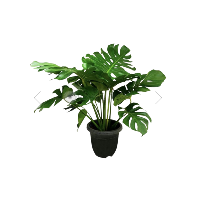 Monstera