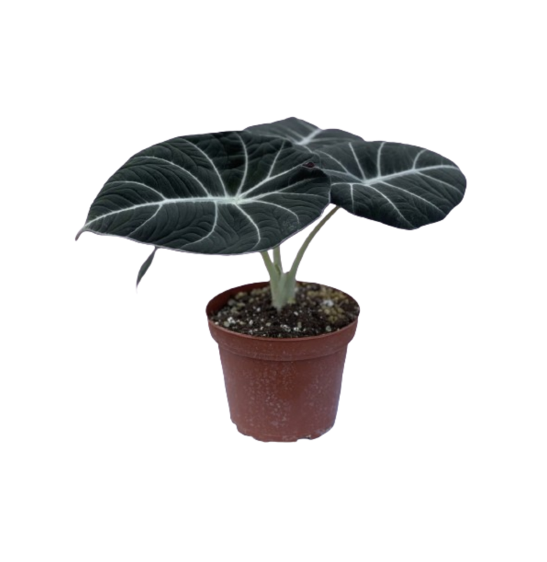Velvet Alocasia