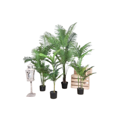 Areca Palm Tree, 2.2m