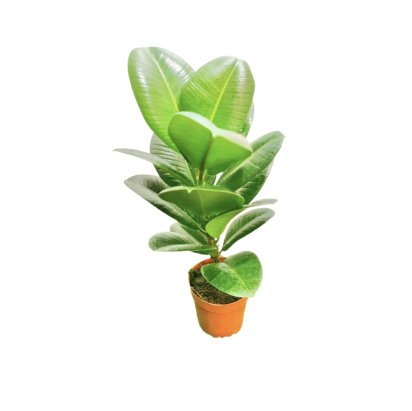Green Rubber Tree Houseplant