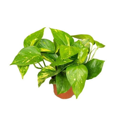 Epipremnum aureum (Money Plant) in 10cm Pot