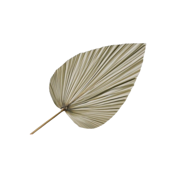 Dried Palm Leaf