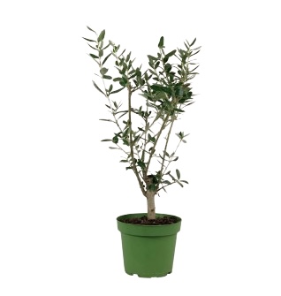 Indoor Olive Plant