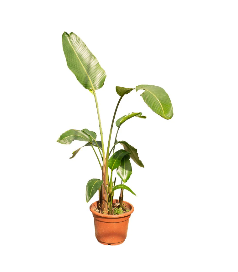 Bird Of Paradise Tree