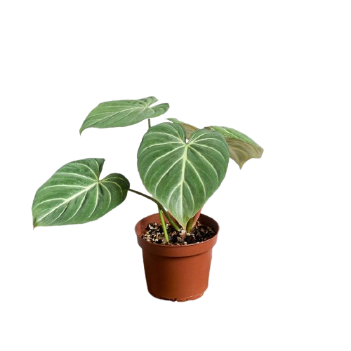 Philodendron Gloriosum Zebra