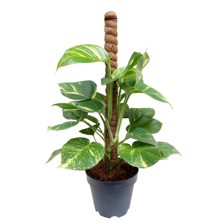 Money Plant Tall with Coco Support Pole