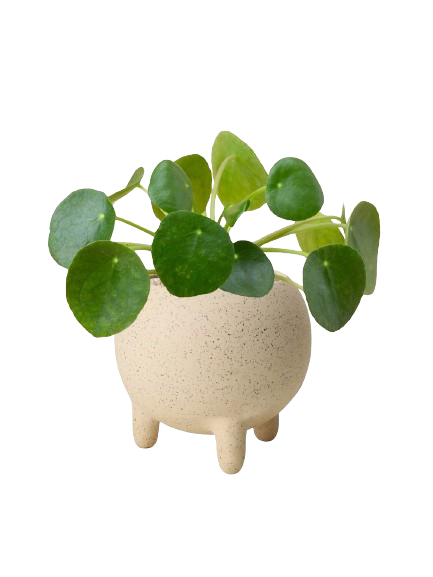 Umbellata Plant with Ceramic Pot