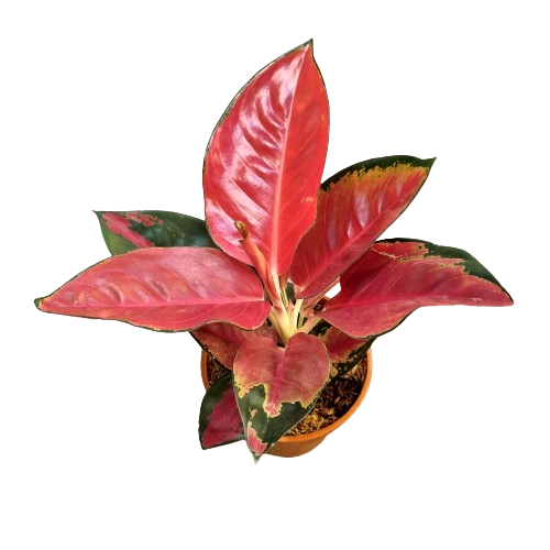 Aglaonema 'Suksom Jaipong', Ø15CM Pot