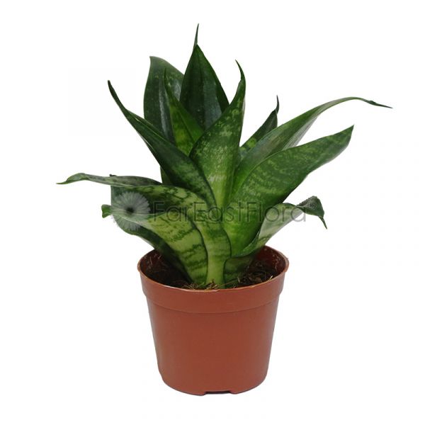 Sansevieria Green