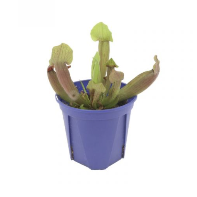 Sarracenia Assorted