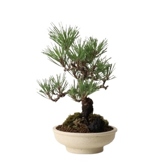 Japanese Black Pine, Pinus Thunbergii