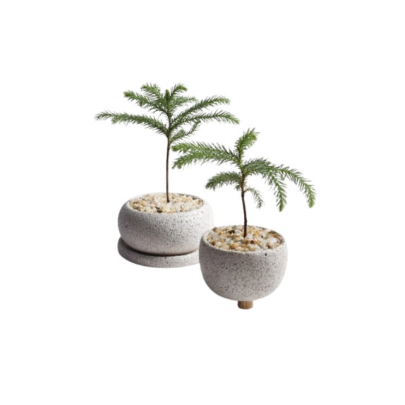 Norfolk Island Pine in Mica Pot