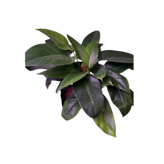 Philodendron Green in Self Watering Planter