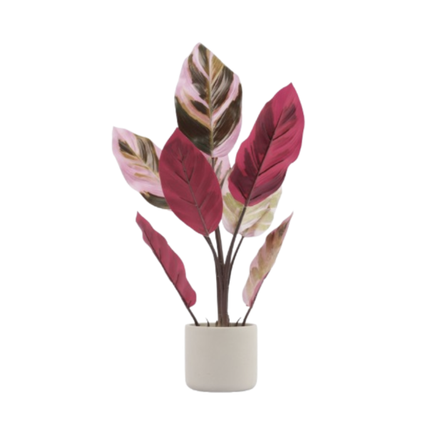 05BPOFE03 Rohdea Plant In Pot