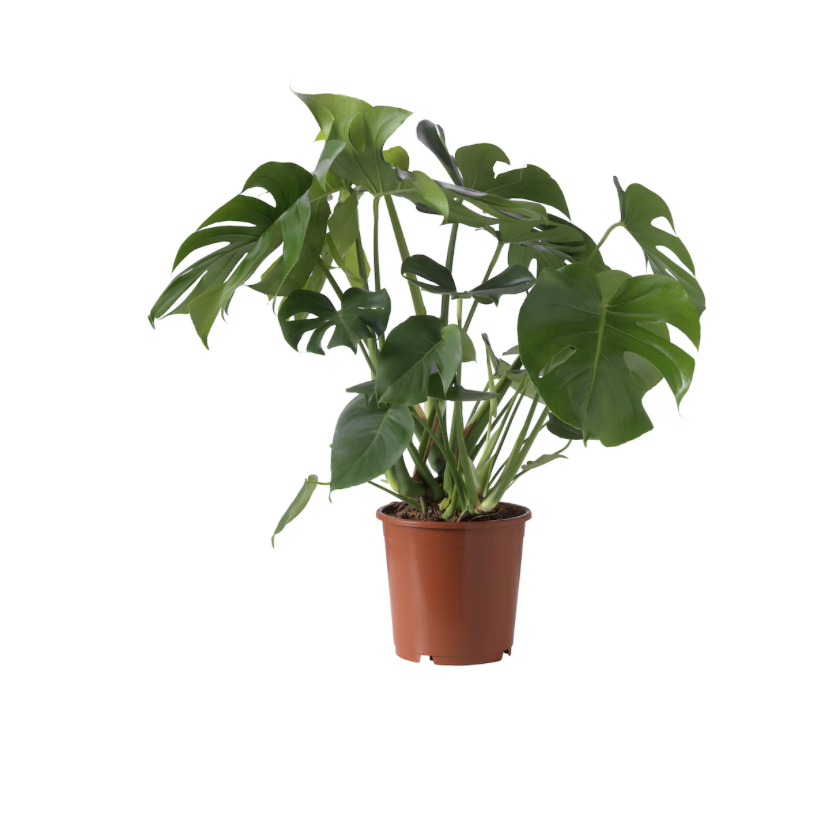 Monstera Deliciosa Potted Plant, 24cm