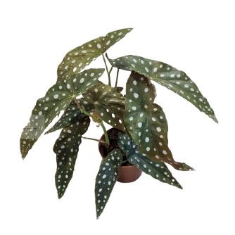 Begonia Maculata