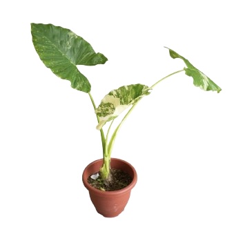 Alocasia Macrorrhiza