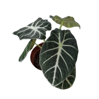 Alocasia Ninja