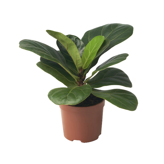 FICUS LYRATA Potted plant