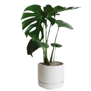 Monstera Deliciosa in SOOP Ceramic Pot (17cm)