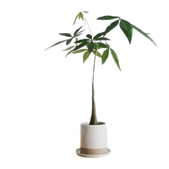 Pachira Aquatica in KUPA Ceramic Pot