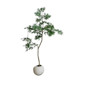 Faux Maple Tree Single Stem Bending (1.8M) in BERG Sphere Fibreglass Pot