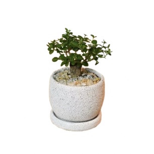 Ficus Bonsai