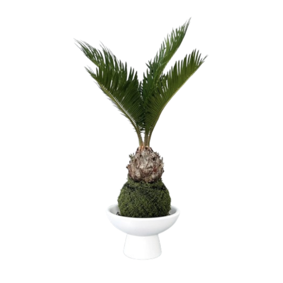 Cycas Revoluta - Mossball