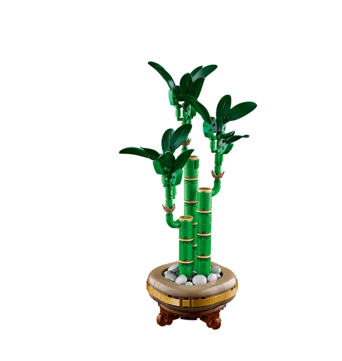 Lucky Bamboo